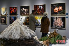 70余件“蘑幻菌物”影像作品昆明亮相 解码高黎贡山菌类多样性
